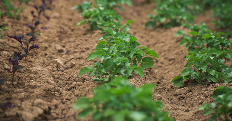 Seedlings that grow in complete soil. Soil integrity. Seedlings in dry soil. World Environment Day Concept.