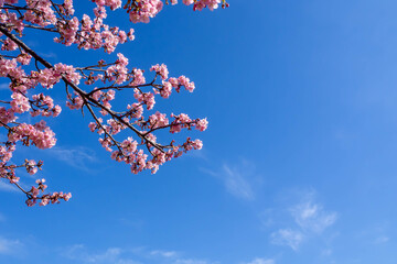 澄んだ青い空を背景に咲く早咲きの河津桜