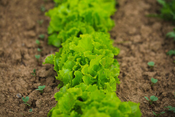 Seedlings that grow in complete soil. Soil integrity. Seedlings in dry soil. World Environment Day Concept.