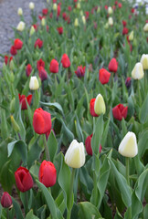 Tulpen blühen rot und weiß im Park