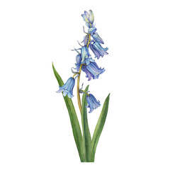 Blue hyacinthus flower (bluebell, Hyacinthoides massartiana, wild hyacinth, fairy flower, bell bottle, snowdrop). Watercolor hand drawn painting illustration isolated on white background.