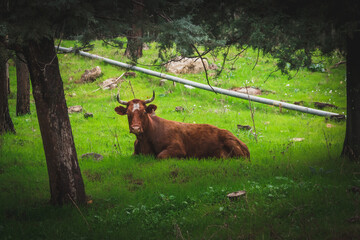 cow in the forest
