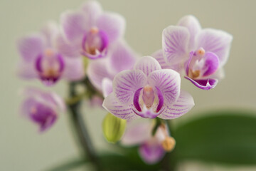 Blüten von schönen Orchideen