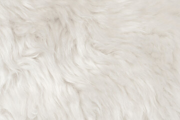Fototapeta na wymiar Natural animal white wool seamless texture background. light sheep wool. texture of fluffy fur for designers. close-up fragment white beige wool carpet