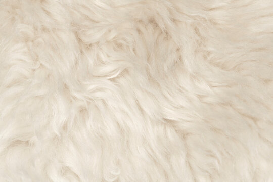 Natural animal white wool seamless texture background. light sheep wool. texture of fluffy fur for designers. close-up fragment white beige wool carpet