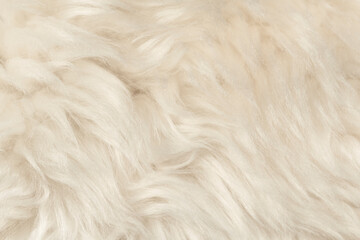 Natural animal white wool seamless texture background. light sheep wool. texture of fluffy fur for designers. close-up fragment white beige wool carpet