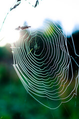 macro spider web in dew close up. Summer morning. blurred background