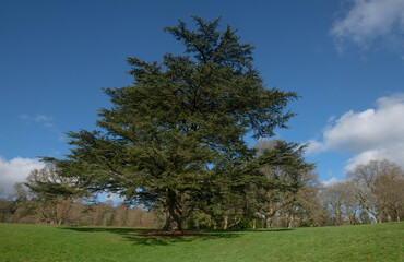 Winter Foliage of an Evergreen Coniferous Cedar of Lebanon Tree (Cedrus libani) with a Bright Blue...