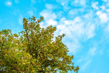 half cloudy day in the nuture