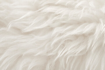 Obraz premium Natural animal white wool seamless texture background. light sheep wool. texture of fluffy fur for designers. close-up fragment white beige wool carpet