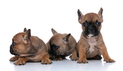 two french bulldog dogs looking to aside