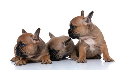 three french bulldog dogs looking to their side