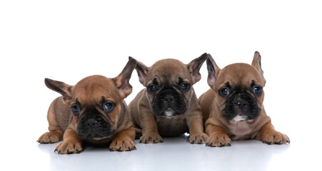 three french bulldog dogs are looking at the camera