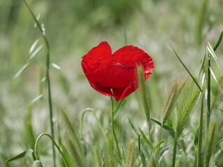 Bright red poppy flower against the green ears on a sunny spring day. Growing raw materials for confectionery