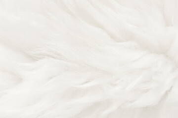 Obraz premium Natural animal white wool seamless texture background. light sheep wool. texture of fluffy fur for designers. close-up fragment white beige wool carpet
