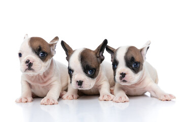 three french bulldog dogs lying down next to each other