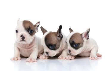 three french bulldog dogs turning their heads to aside