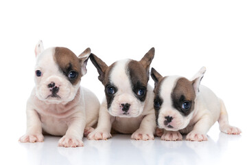 three french bulldog dogs with white and fawn furs