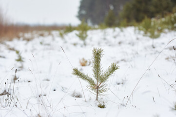 Nature winter forest a lot of snow. beautiful landscapes