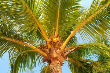 Large green crown of a tropical coconut tree in exotic resort, bottom view. Palm tree with large coconuts isolated on tropical beach, natural background