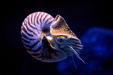 Live Nautilus Floating in the Ocean Water