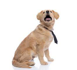 adorable labrador retriever dog looking up and panting