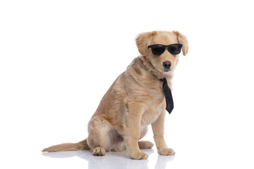 side view of cool golden retriever puppy wearing sunglasses and tie