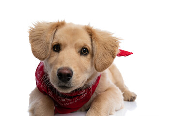 close up of cute little labrador retriever puppy wearing red bandana