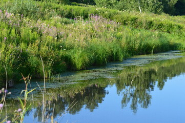 reeds in the water