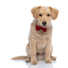 elegant small labrador retriever dog wearing red bowtie