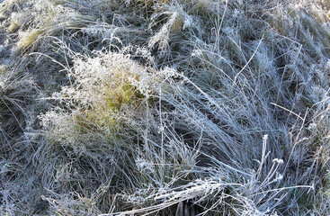 Frost turned ordinary blades of grass into thickets and all this happened so quickly that the greenery still peeps through the muslin of snowflakes