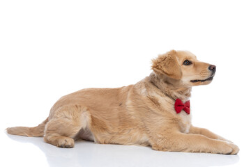 side view of cute little gentleman puppy wearing bowtie