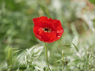 Bright red poppy flower against the green ears on a sunny spring day. Growing raw materials for confectionery