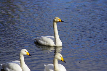 Obraz premium 厳しい寒さを避けて越冬で飛来地へと渡ってきた、美しい白い羽毛のハクチョウ