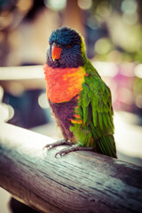 Rainbow Lorikeet Perched on the Tree