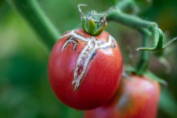 Tomato fruits damaged by bacterial disease. Moisture cracked tomatoes. Tomatoes dried up from pests.