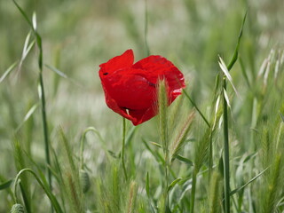 Fototapeta premium Bright red poppy flower against the green ears on a sunny spring day. Growing raw materials for confectionery