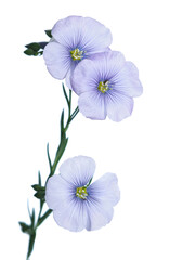 Linum perenne extraaxillare flowers  isolated on white