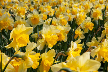 Fototapeta premium Yellow daffodils in a fields close up