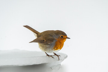 bird in falling snow