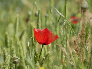 Obraz premium Bright red poppy flower against the green ears on a sunny spring day. Growing raw materials for confectionery