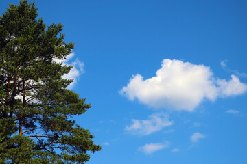 Nice view of the top of the green tree and the white cloud against the blue sky.