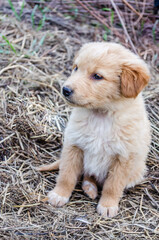 Portrait of two small, black and yellow puppies. 