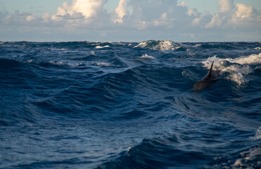 les dauphins sont joueurs