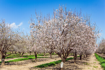  Israel. Grove of almond trees
