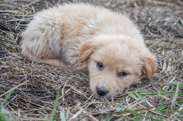 Portrait of two small, black and yellow puppies. 