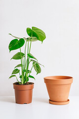 Monstera plant with clay pot on white table, home gardening, seasonal plant transplant concept.
