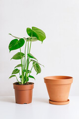 Obraz premium Monstera plant with clay pot on white table, home gardening, seasonal plant transplant concept.