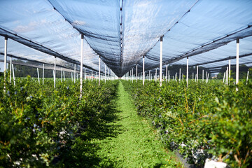 Blueberry organic farm ready for harvesting.