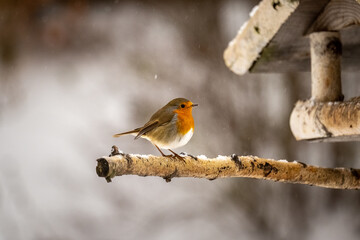 bird in the snow